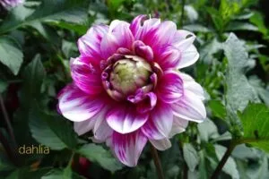 November flowers