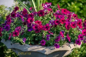 November flowers