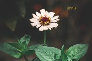 November flowers