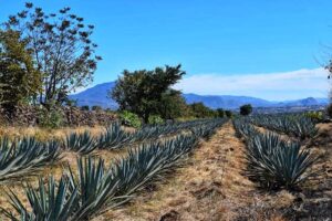 agave plant in india