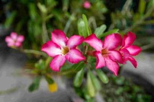 pictures of indoor plants