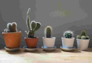 pictures of indoor plants