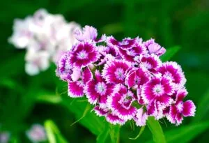 january Flowers