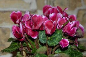 Winter Flowers in India