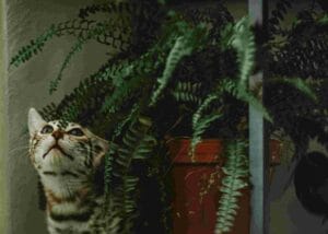 pictures of indoor plants
