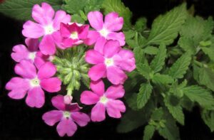 November flowers