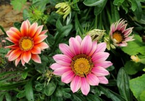Winter Flowers in India