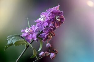 Winter Flowers in India