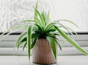 pictures of indoor plants