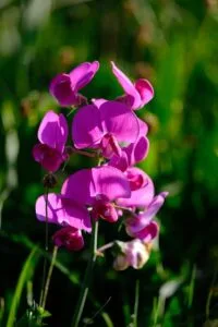 November flowers