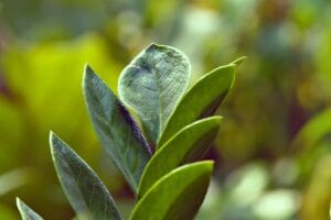 pictures of indoor plants