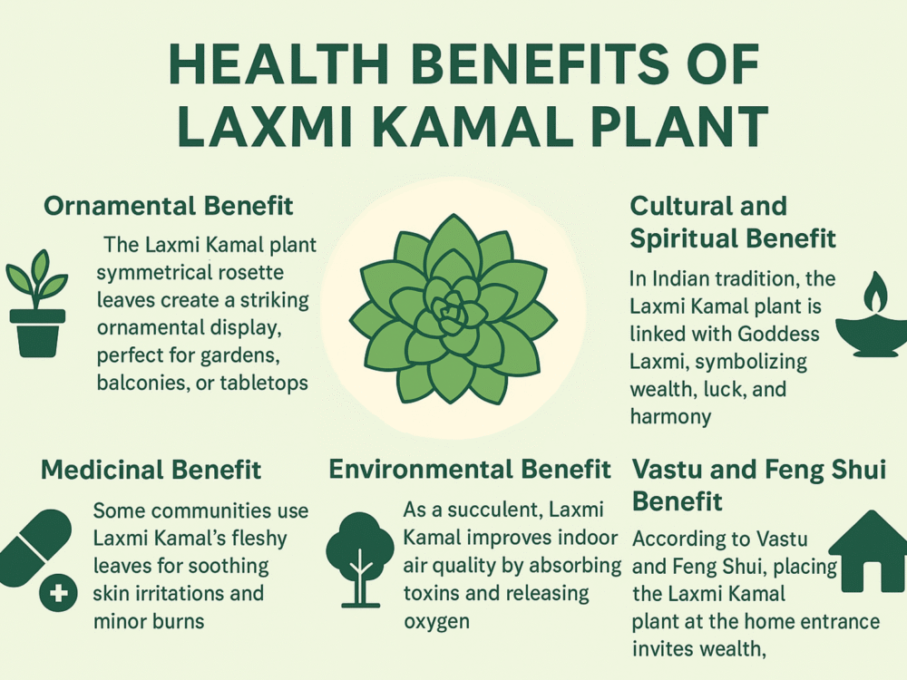 Laxmi Kamal Plant Benefits