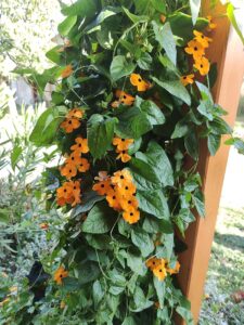 Creeper Plant in India