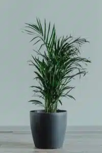 dracaena tree once human 290 main image 0