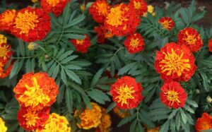 marigold flowers pictures