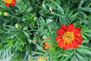marigold flowers pictures