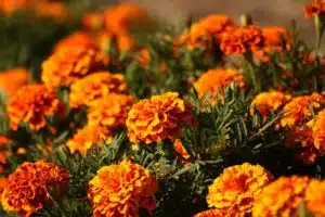 marigold flowers pictures