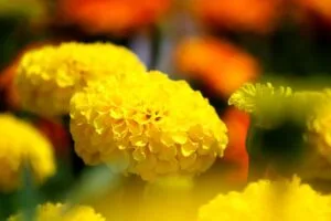 marigold flowers pictures