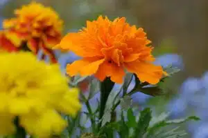 November flowers