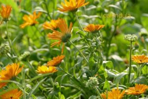 Winter Flowers in India
