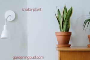 10 benefits of snake plant