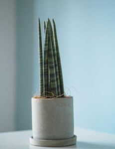 10 benefits of snake plant