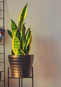 10 benefits of snake plant