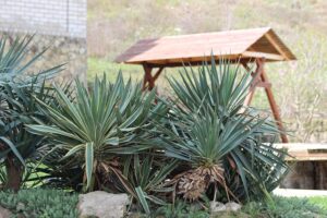 Agave Plant in India