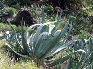 Agave Plant in India