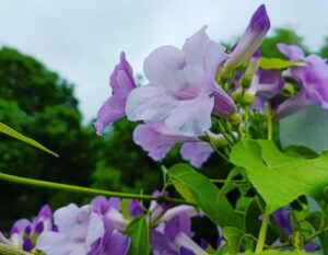 Creeper Plant in India
