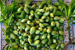 Varieties of Almonds