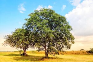 walnut tree india