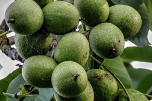 walnut tree india