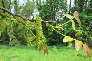 walnut tree india