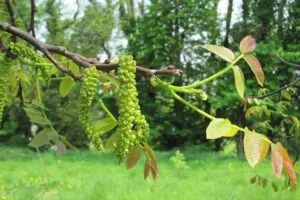 walnut tree india