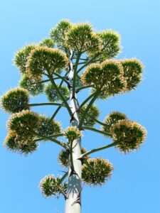 Agave Plant in India