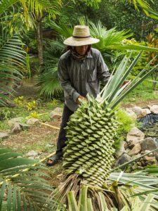 Agave Plant in India