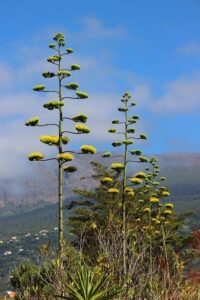 Agave Plant in India