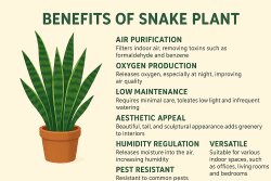10 benefits of snake plant