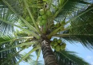 10 Palm Tree Varieties in India: A Complete Gardening Guide | Plants |  Gardening Bud
