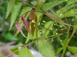 neem oil mosquito