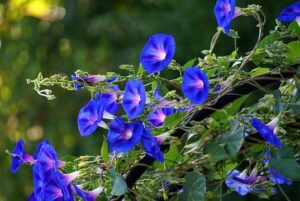 Creeper Plant in India
