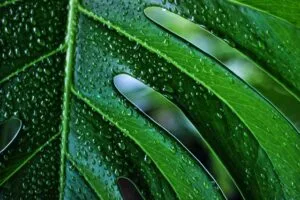 Broken Heart Plant Benefits