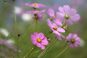November flowers