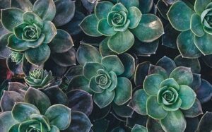 Laxmi Kamal Plant Benefits