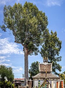 By This Photo was taken by Supanut Arunoprayote.Feel free to use any of my images, but please mention me as the author and may send me a message.(สามารถใช้ภาพได้อิสระ แต่กรุณาใส่เครดิตผู้ถ่ายและอาจส่งข้อความบอกกล่าวด้วย)Please do not upload an updated image here without consultation with the Author. The author would like to make corrections only at his own source. This ensures that the changes are preserved.Please if you think that any changes should be required, please inform the author.Otherwise you can upload a new image with a new name. Please use one of the templates derivative or extract. - Own work, CC BY 4.0, https://commons.wikimedia.org/w/index.php?curid=121472335