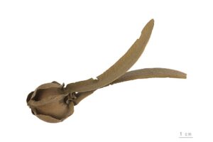 By Roger Culos - Own work, CC BY-SA 3.0, https://commons.wikimedia.org/w/index.php?curid=43062369