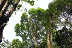 By Dinesh Valke from Thane, India - Dipterocarpus indicus Bedd., CC BY-SA 2.0, https://commons.wikimedia.org/w/index.php?curid=145740913