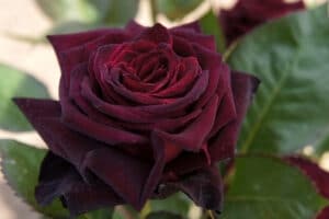 By T.Kiya from Japan - Rose Black Baccara バラ ブラック バカラ, CC BY-SA 2.0, https://commons.wikimedia.org/w/index.php?curid=50991093