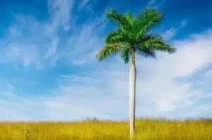 buy gloriosum philodendron 4